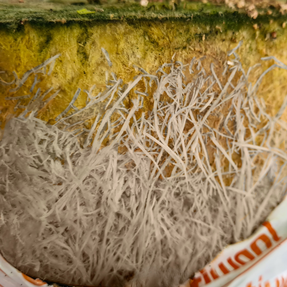 roots details 